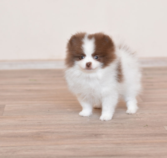 8 weeks