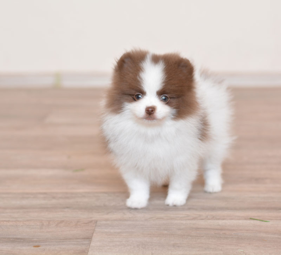 8 weeks 1