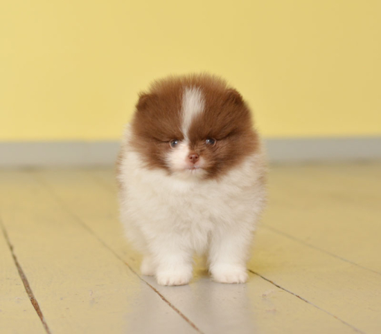 7 weeks 3