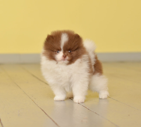 7 weeks 5