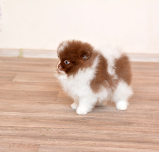 8 weeks 1