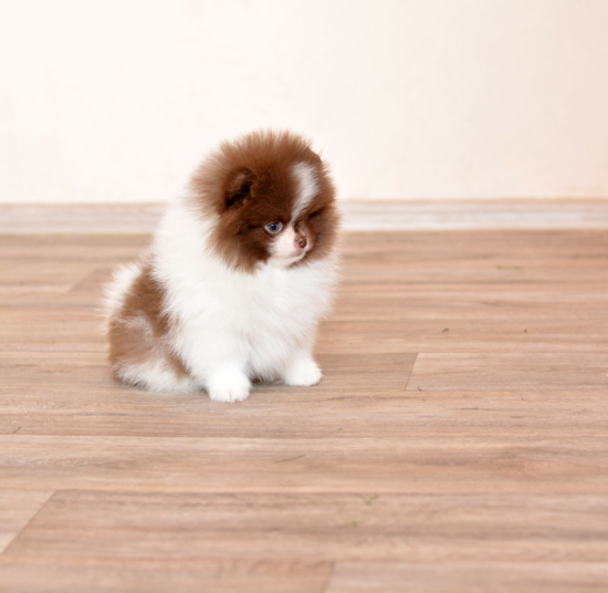 8 weeks 2