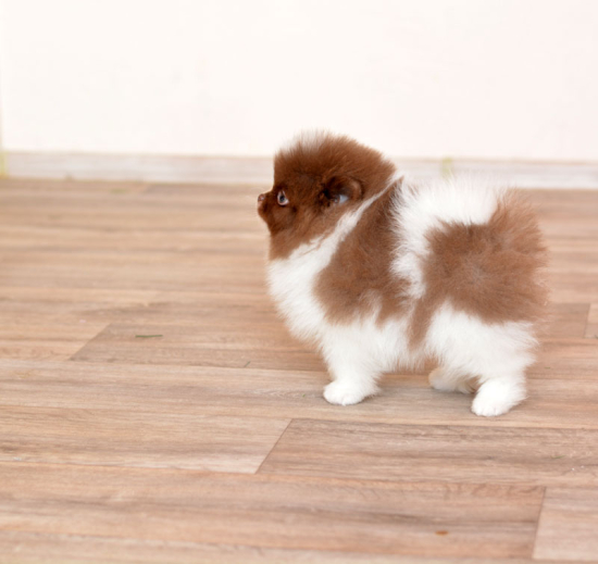 8 weeks 3