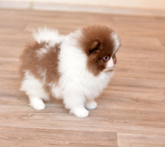 8 weeks 4