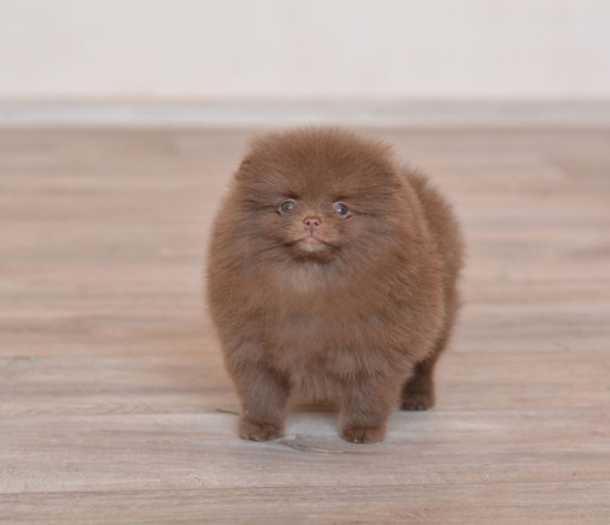 8 weeks