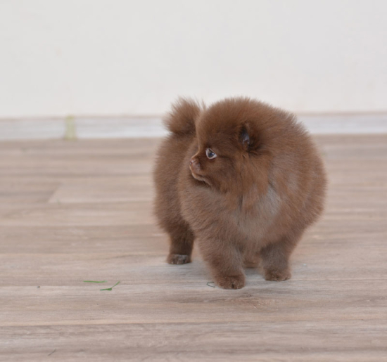 8 weeks 1