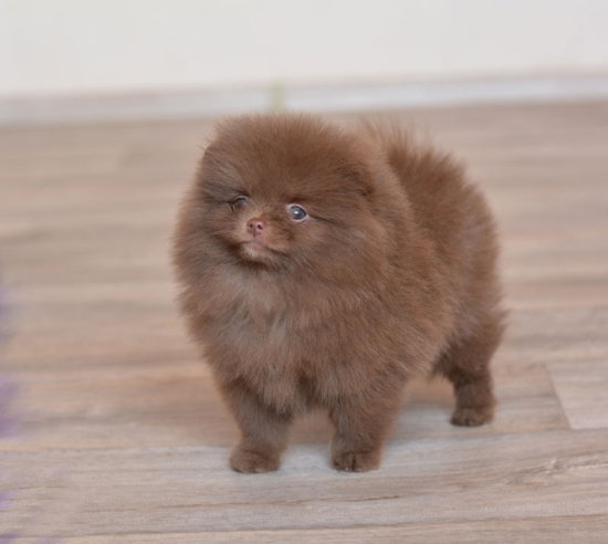 8 weeks 3