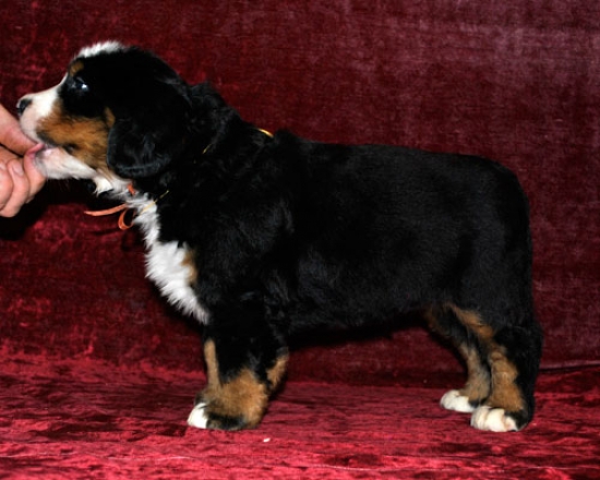 s orang 6weeks 7