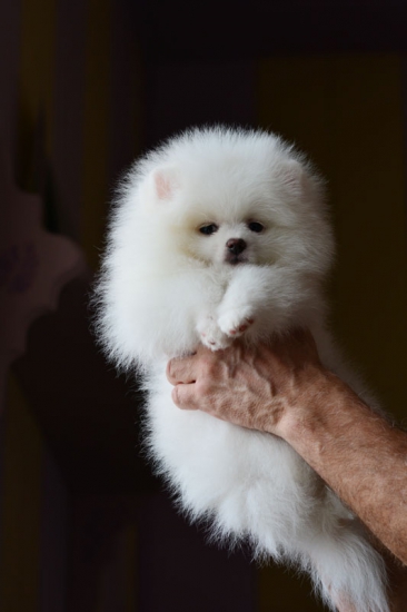 9 weeks 3
