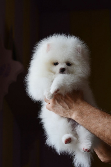 9 weeks 5