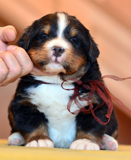 4 weeks 2 