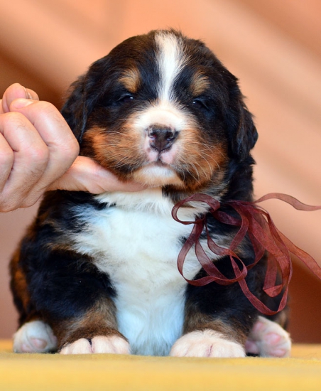 4 weeks 3