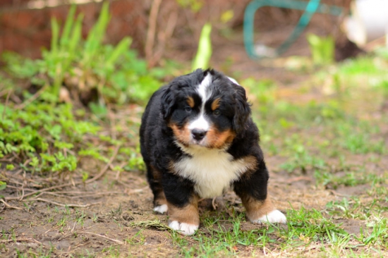 6 weeks 2