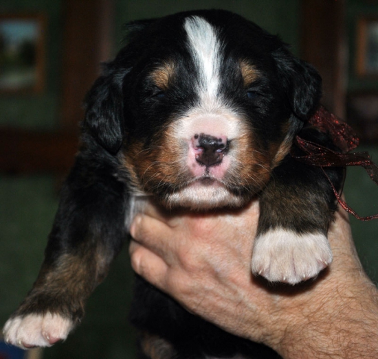 m brown 3 weeks
