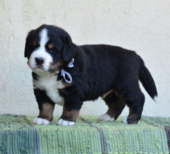 4 weeks 2