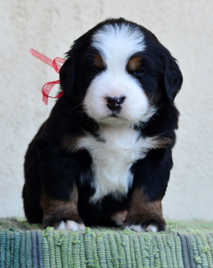 4 weeks 2