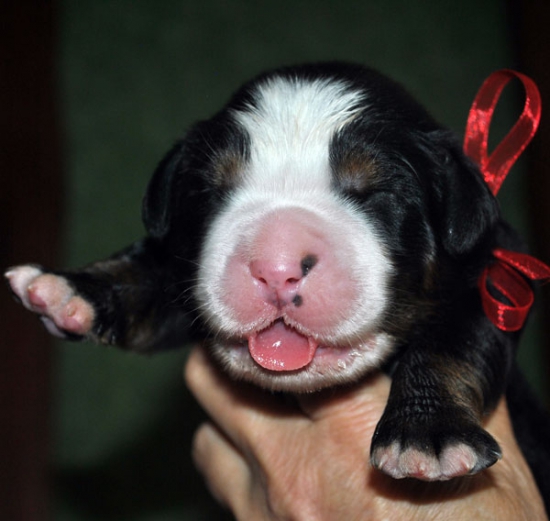 m red 7 weeks