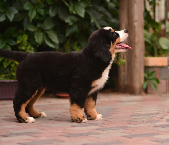 11 weeks 2