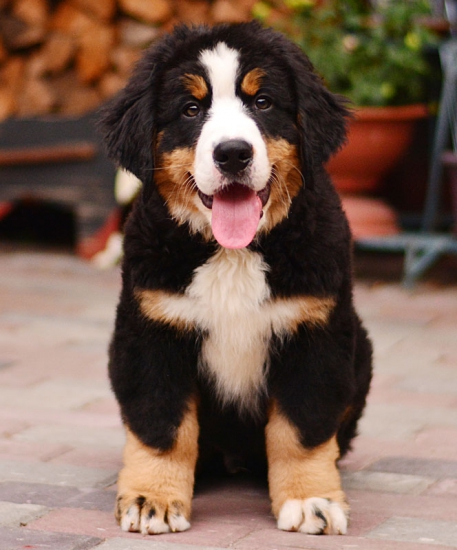 11 weeks 6