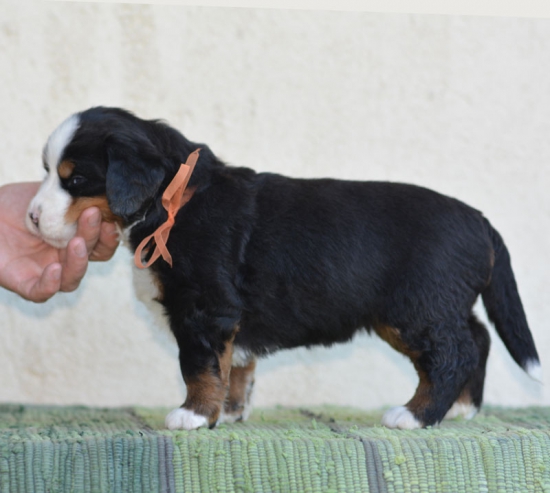 4 weeks 6