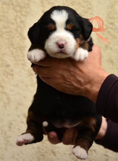 f orang 3 weeks