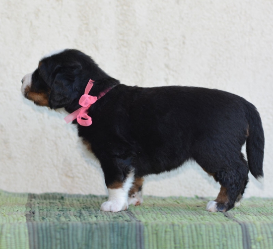 4 weeks 2