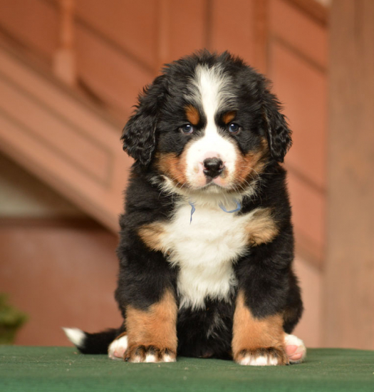 m blue 6 weeks