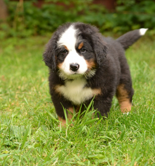 7 weeks