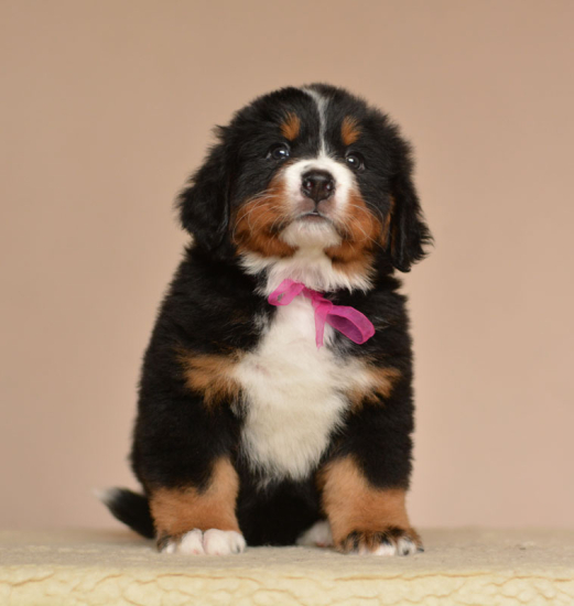 6 weeks