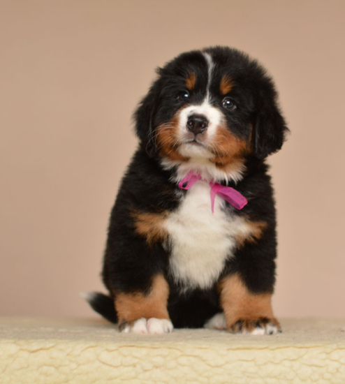 6 weeks 1