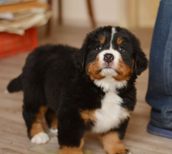 6 weeks 2