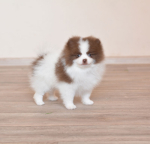 8 weeks 3
