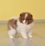 7 weeks 2