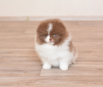 8 weeks