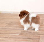 8 weeks 3