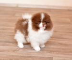 8 weeks 5