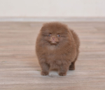 8 weeks