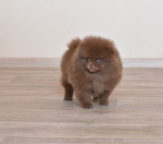 8 weeks 2