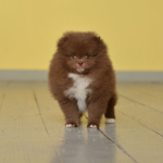 7 weeks 2