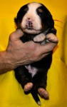 k red 2weeks