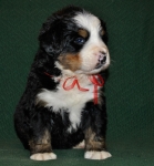 k red 4weeks 3