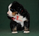 k red 4weeks 4