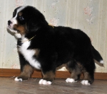5 weeks 6