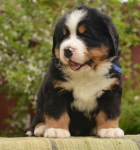 5 weeks 4 