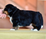 4 weeks
