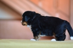 4 weeks 