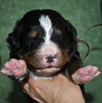 m brown 14 days