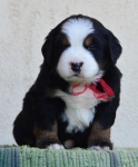 4 weeks