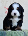 4 weeks 2