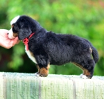 5 weeks
